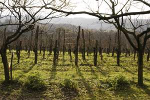 A vineyard in the Jurançon region