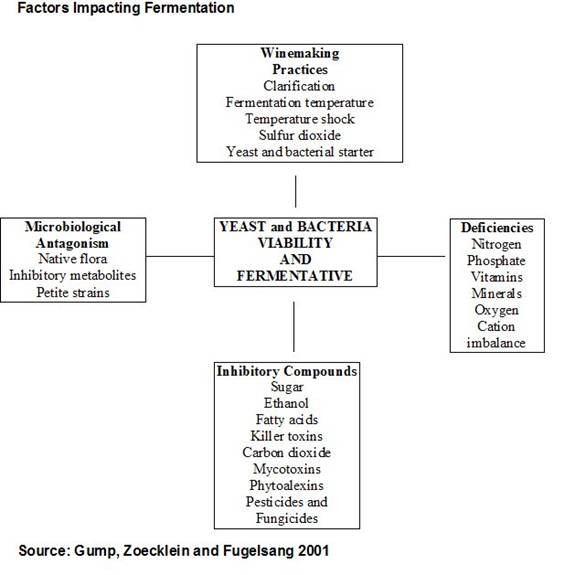Factors Impacting Fermentation