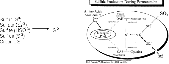 Sulfide Production During Fermentation
