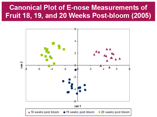 Canonical Plot of E-nose Measurements of Fruit 18, 19 and 20 Weeks Post-bloom (2005)