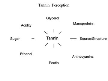 Figure 2. Factors influencing tanning perception