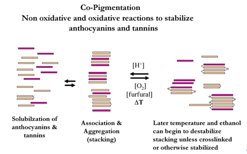 Figure 2. Copigmentation (McCord, 2002)