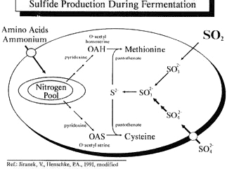 Sulfide Production During Fermentation