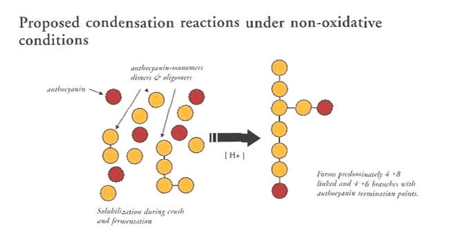 Figure 2: Proposed Condensation Reactions under Non-oxidative Conditions