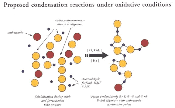 Figure 3: Proposed Condensation Reactions under Oxidative Conditions
